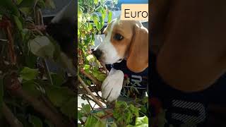 Cute dog Euro #euro #shorts #youtubeshorts #shortsvideostatus