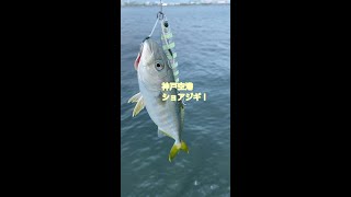 神戸空港ショアジギで！ｆｉｓｈｉｎｇｍａｘ神戸ハーバー店