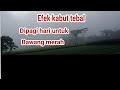 efek kabut tebal dipagi hari untuk tanaman bawang merah