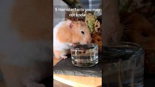 Things Hamster Owners  Need to Know! - Important Hamster Facts - TikTok Trend Ha