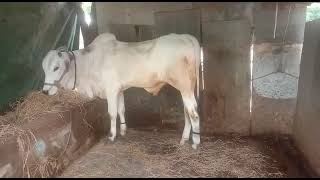 milk teeth Ongole bull