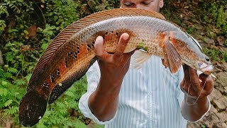 ഒട്ടും പ്രതിക്ഷിക്കാതെ കിട്ടിയത് | Snakehead Fishing | Fishing #snakeheadfish #fishing