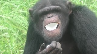 It's a late afternoon meal time!  by Gin 　メシの時間だぜ！ジン　Chimpanzee  Tama Zoological Park