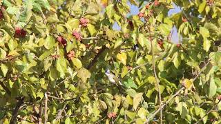 검은이마직박구리 (Light-vented Bulbul)