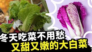 大白菜什么时候种口味最好？吃过再也忘不了的鲜美甜嫩！