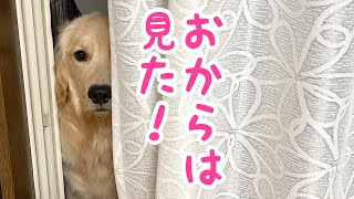 トイレが終わったことをカーテンの隙間から飼い主に訴えかけてくるゴールデンレトリーバー