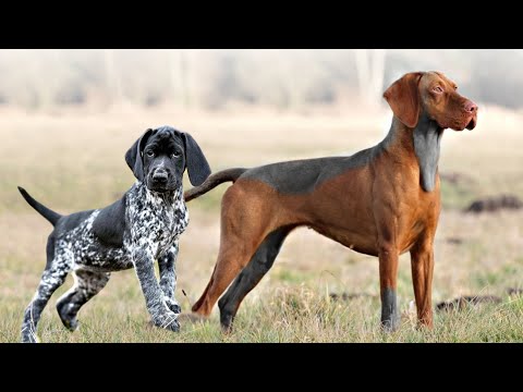 Which pointer breed sheds least?