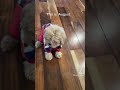 Super cute Cavapoo puppy