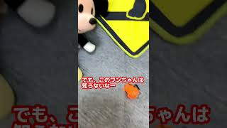 【ディズニー】犬？に噛まれるドナルドダック【声真似】