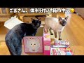 年初めに購入した猫用の福袋をプレゼントしたら、箱と爪とぎセットが小さくて・・・