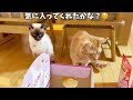 年初めに購入した猫用の福袋をプレゼントしたら、箱と爪とぎセットが小さくて・・・