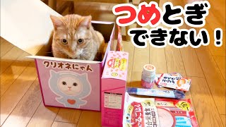 年初めに猫用の福袋をプレゼントしたら、箱と爪とぎセットが小さくて・・・