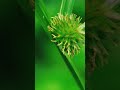 Grass flower #shorts #flowers