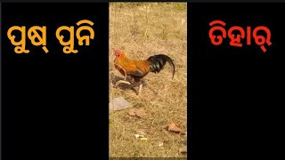 Puspuni Tihar(ପୁଷ୍ ପୁନି ତିହାର୍)