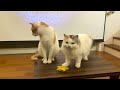 【プレミア公開】面白すぎる猫動画を見ながらみんなでおしゃべりしませんか？【関西弁でしゃべる猫】【猫アテレコ】