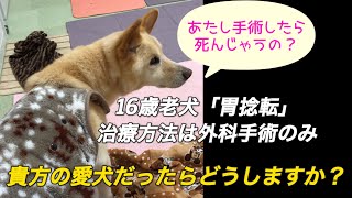 【来年3月には17歳になる老犬】病気が悪化！？手術をお願い出来ない飼い主…その理由