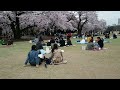 お花見散歩　新宿御苑の満開の桜　花冷えだけれど外国人多し　２０１６．４．５　ohanami sakura shinjuku gyoen japan