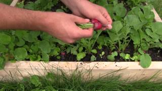 1st Radish Harvest of The Year