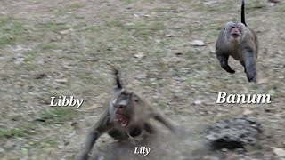 3-Day-Old Baby Monkey Lily🌱activities Baby Lily, Mother Libby And Banum Monkey 🐵!