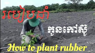 ររបៀបដាំកូនកៅស៊ូ-How to plant rubber rubber