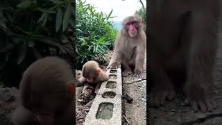 pyara baby monkey 🥰😍💕💞 #shorts #shortvideo #shortsvideo #short #monkey