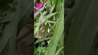 Mxtube.net :: Jungle mein sex Karta hua sexy video Mp4 3GP Video ...