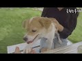 푸르른 잔디가 있는 카페에 다녀오다 안산카페 애견동반카페 산책 나들이 dog who likes to walk