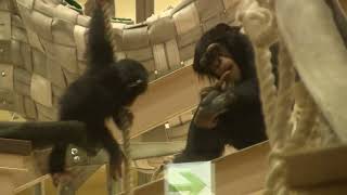 カズミと9か月のヨツバ ちゃん 122 Kazumi \u0026 baby Yotsuba 9 month  Chimpanzees