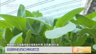 [中国三农报道]新疆：优化蔬菜种植 实现“一亩多收”|农业致富经 Agriculture And Farming