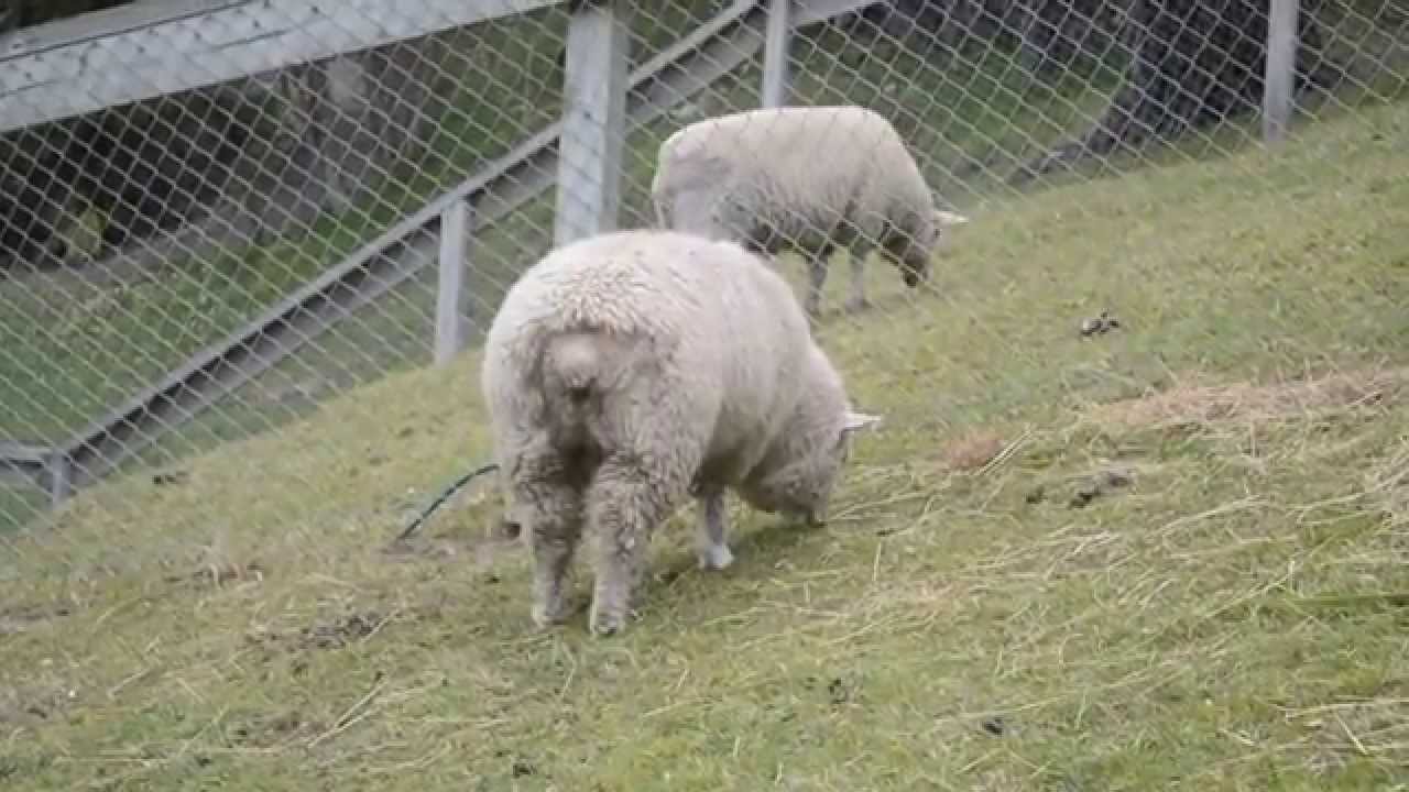 Sheep S Butt Is Awesome Youtube