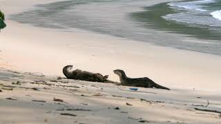 SAUJANA PRIVATE VILLAS DATAI BAY LANGKAWI - SWIMMING OTTERS