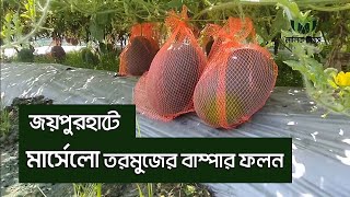 জয়পুরহাটে মার্সেলো তরমুজের বাম্পার ফলন