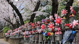 【8K】増上寺　桜