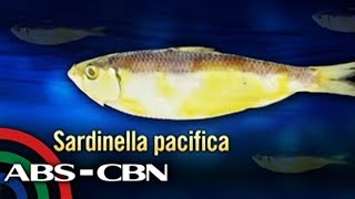 Bagong uri ng sardinas, nadiskubre sa Manila Bay | Bandila