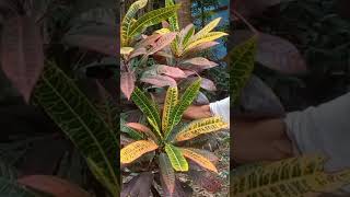 পাতাবাহার গাছ । Deciduous Tree #deciduous #treelovers #youtube #youtubeshorts #viral #viralshorts