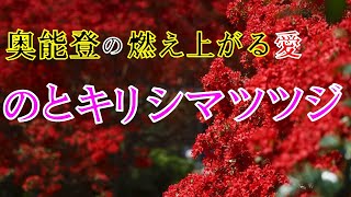 奥能登の燃え上がる愛　のとキリシマツツジ