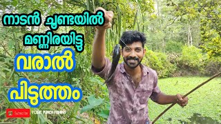 നാടൻ ചൂണ്ടയിൽ മണ്ണിരയിട്ട് വരാൽ പിടിത്തം snakehead fishing , fishing