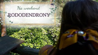 NA WEEKEND: Rezerwat Rododendronów koło Lublińca