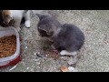 Five Baby Kittens Eating Food | Angry kitten | Cute Kittens