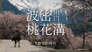 【阿丙】西藏的春天，從雪山深處的波密桃花開始 4K | 治愈向紀實短片 西藏 林芝 波密 Peach Blossom Valley Of Bome, Tibet, China