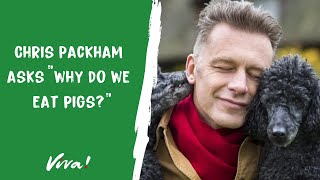 Chris Packham Compares Pigs to Cats and Dogs