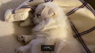 (아빠 안잔다) 사람처럼 코고는 강아지😅/페키니즈코골이 snoring dog