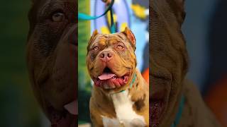 Pitbull dog and animals tiger a trending song #animals #animaltransformation #cute #deangears