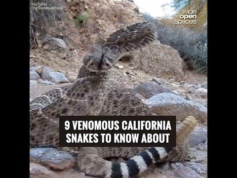 Are there water moccasins in California?