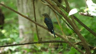 河口湖フィールドセンターのオオルリ（雄・幼鳥）その６０（4K60P動画）