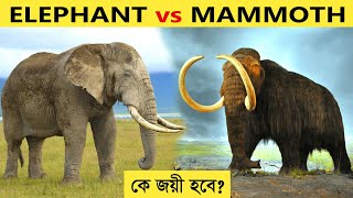 সবচেয়ে বড় হাতি VS সবচেয়ে বড় ম্যামথ - এই আক্রমণাত্মক লড়াইয়ে শেষ পরিণতি কি? Giant Elephant Vs Mammoth