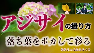 紫陽花の撮り方　落ち葉をボカして彩る