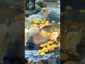 so cute capybaras enjoying their bath at izu shaboten theme park short viral animals see japan