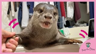 甘えん坊カワウソのビンゴとママがなにやら楽しそうだ！Otter Bingo and mama is having fun together