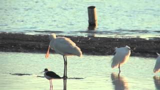 野鳥撮影・ ヘラサギ　Eurasian Spoonbill